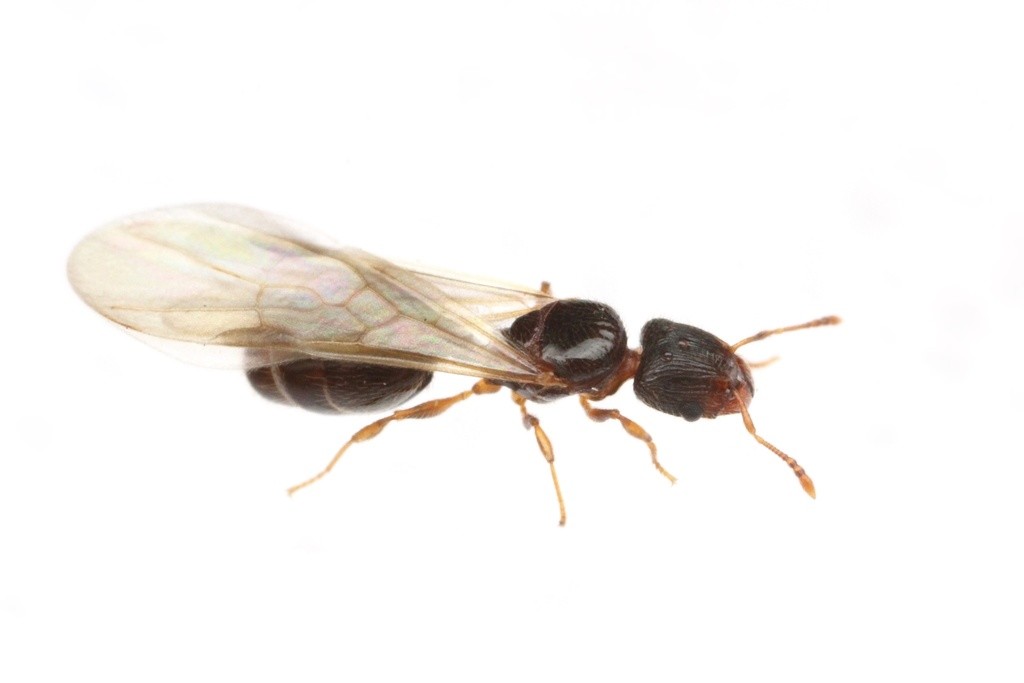 Alate queen of Pheidole navigans in lateral view, dark blackish-brown with a near-black gaster