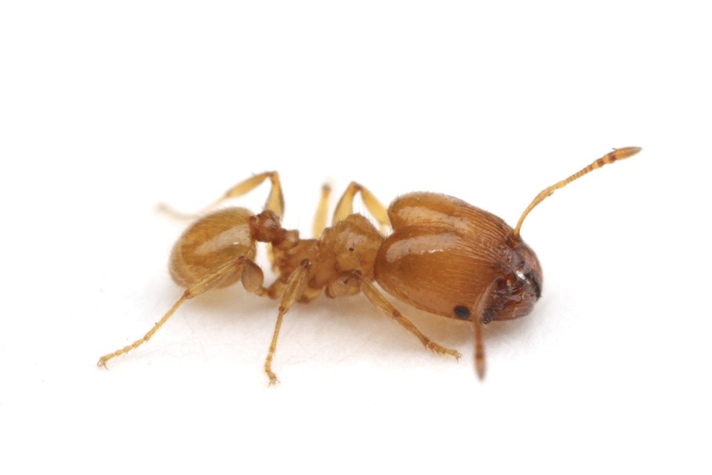 Major worker of Pheidole bicarinata