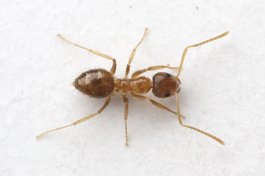 Worker
