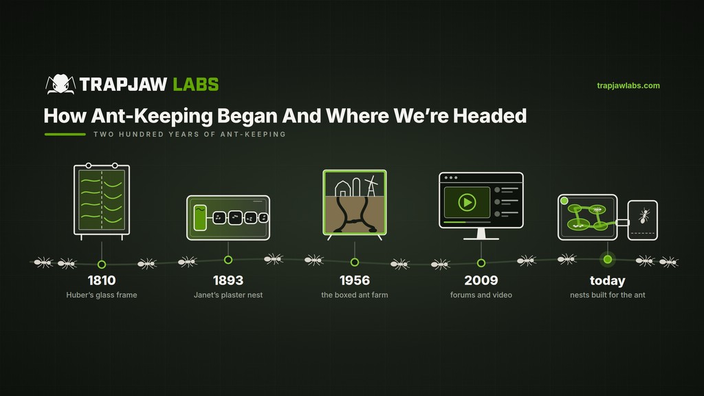 How Ant-Keeping Began And Where We're Headed