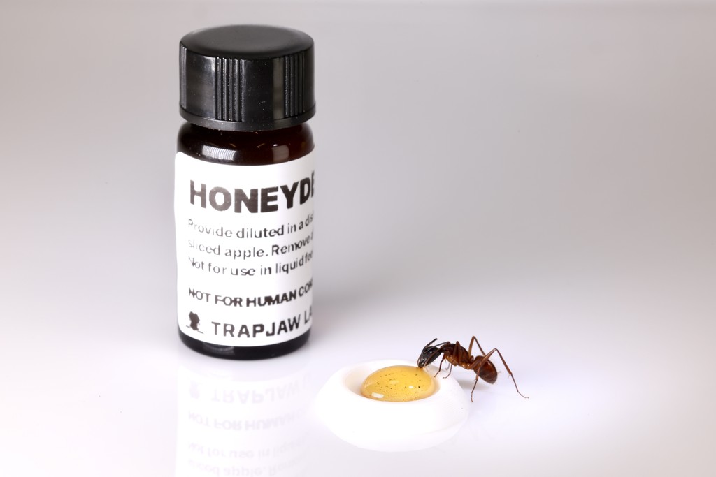 Honeydew Honey
