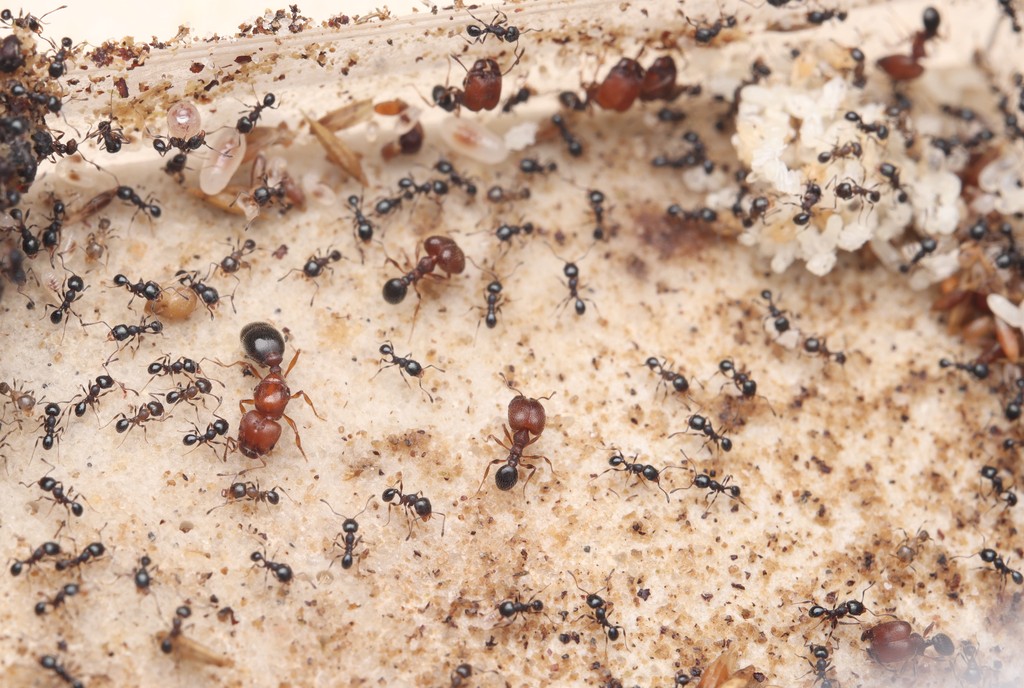 Nest with lid removed: Pheidole littoralis queen, big-headed majors, and swarming minor workers among brood and seeds