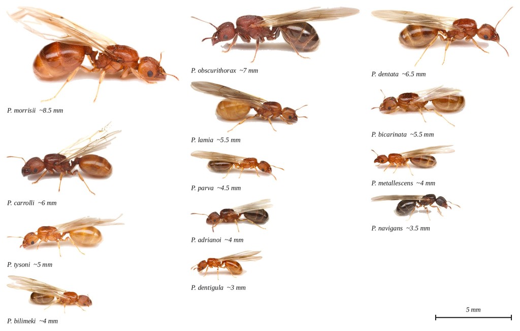 Thirteen Pheidole queens at true relative scale, largest to smallest, with a 5 mm scale bar