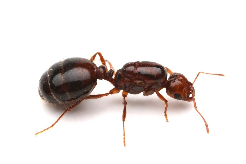 Solenopsis invicta queen in profile, reddish brown head and mesosoma with a glossy brownish black gaster