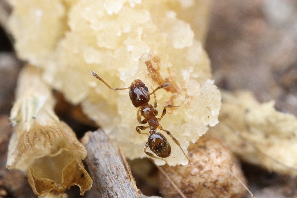 Species Spotlight: Pheidole bicarinata