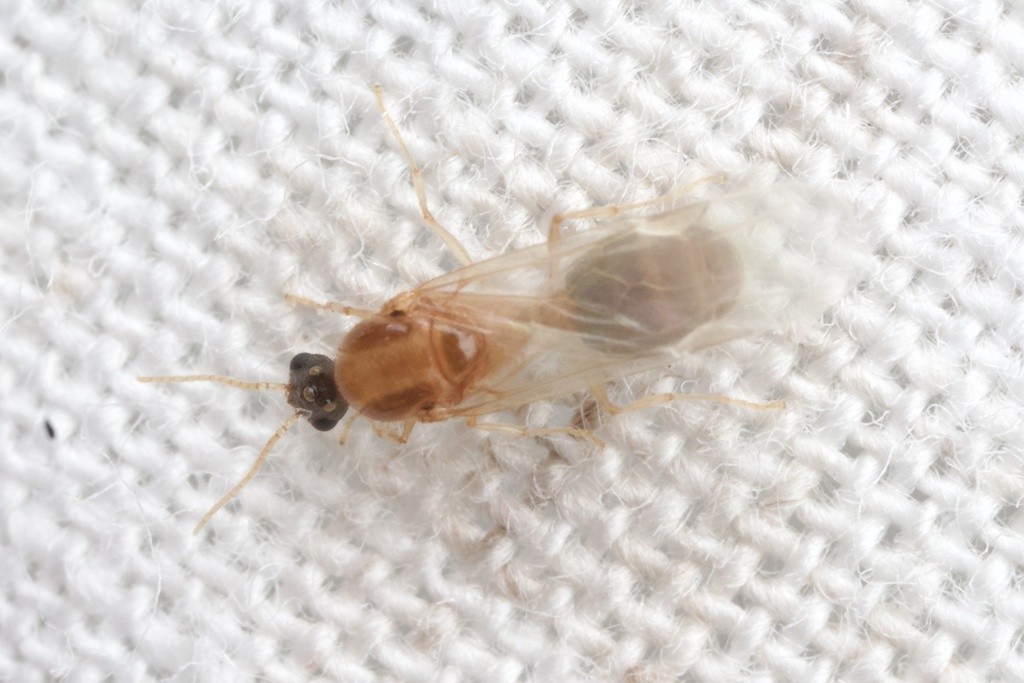 Male of Pheidole bicarinata