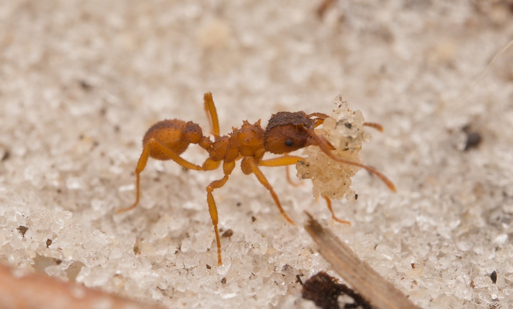 Species Spotlight: Trachymyrmex septentrionalis