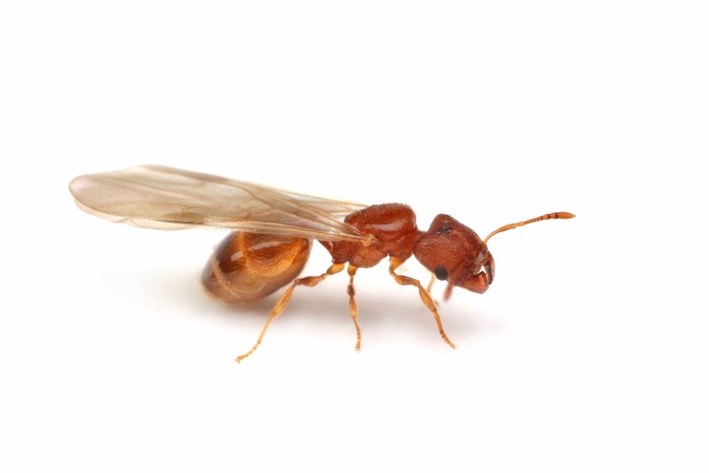 Alate queen of Pheidole dentigula in lateral view, small and evenly orange from head to gaster