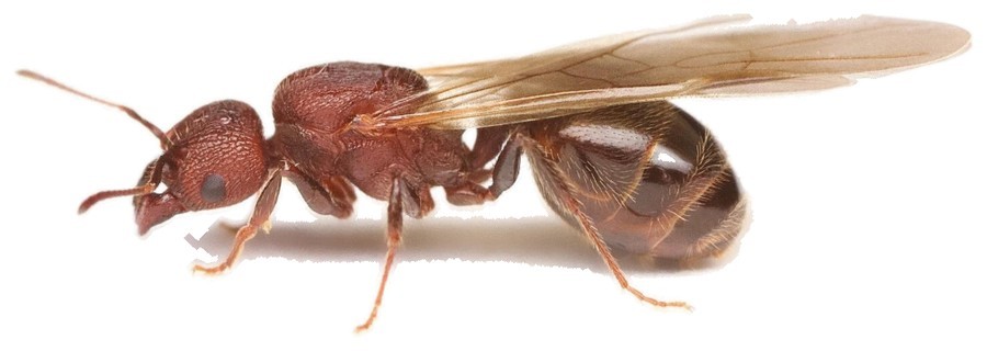 Alate queen of Pheidole obscurithorax in lateral view