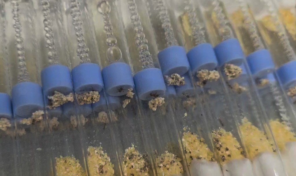 Rows of founding test tubes with blue PVA sponge plugs, small Trachymyrmex fungus gardens growing against the plugs