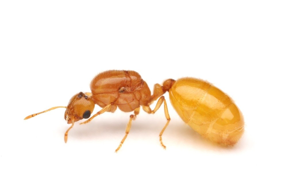 Solenopsis pergandei queen in profile, concolorous pale yellow with a large black eye and swollen amber gaster