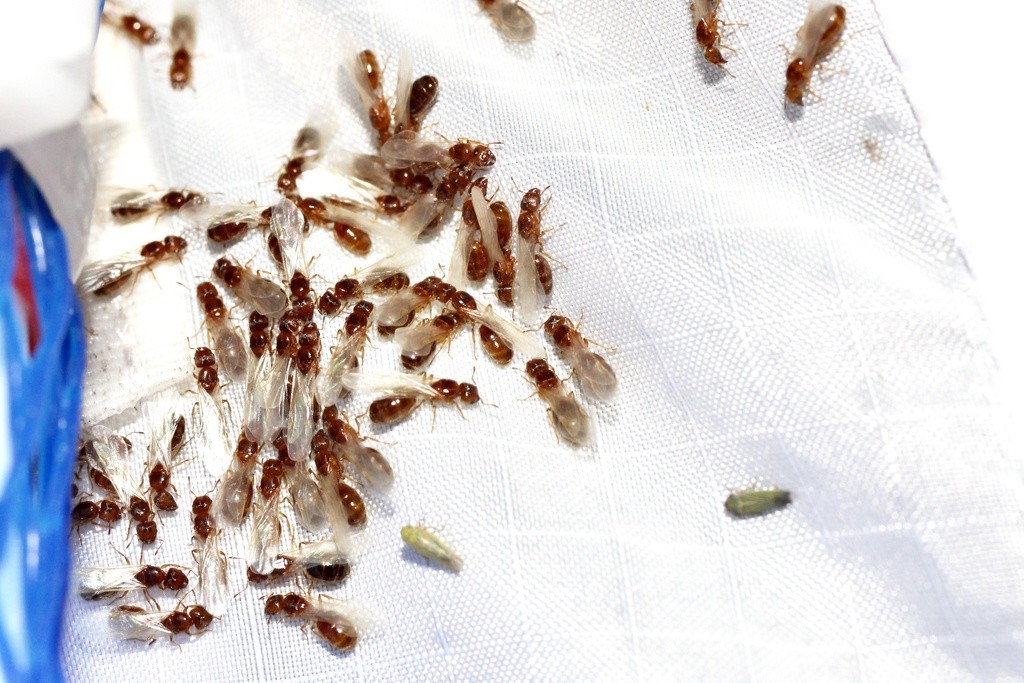 Pheidole bicarinata queen with founding brood
