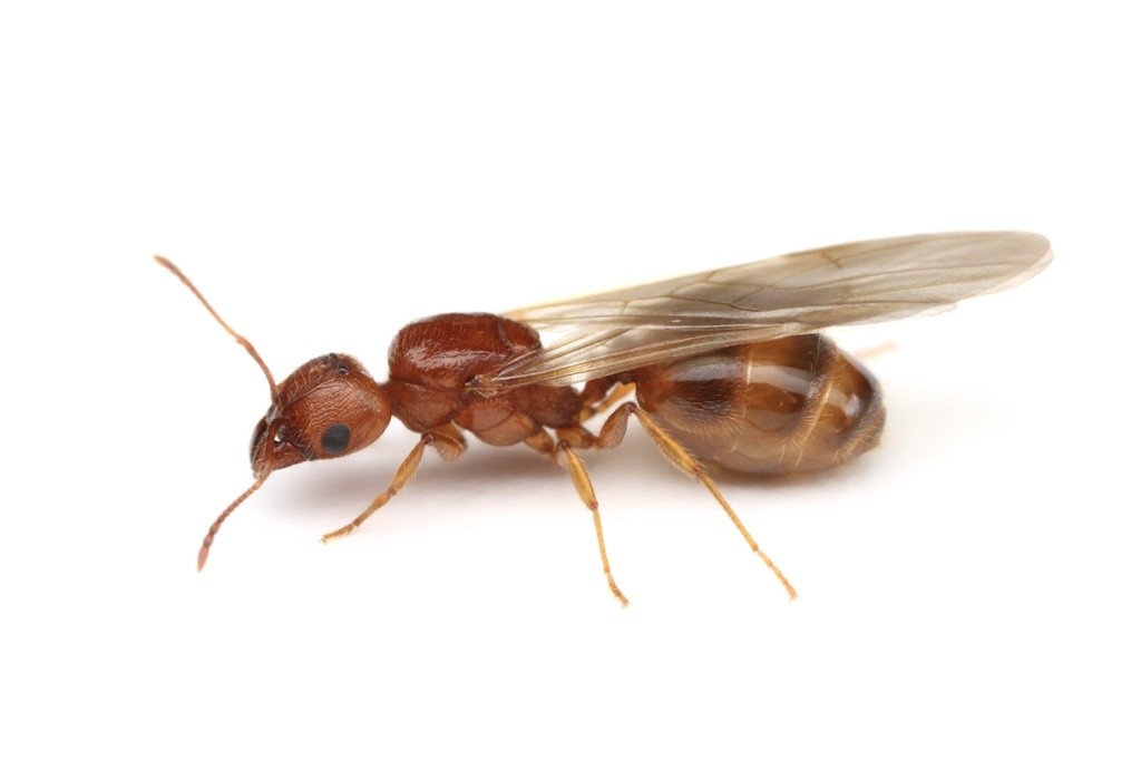 Alate queen of Pheidole dentata in lateral view, glossy reddish-brown with a banded amber gaster