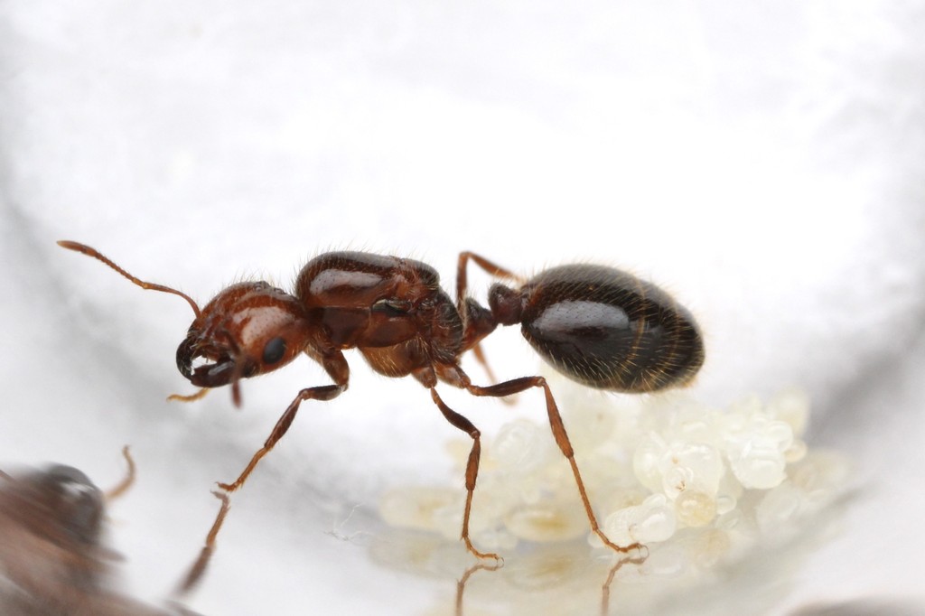 Solenopsis geminata queen standing over a pile of pale eggs, broad reddish head and dark hair-fringed gaster