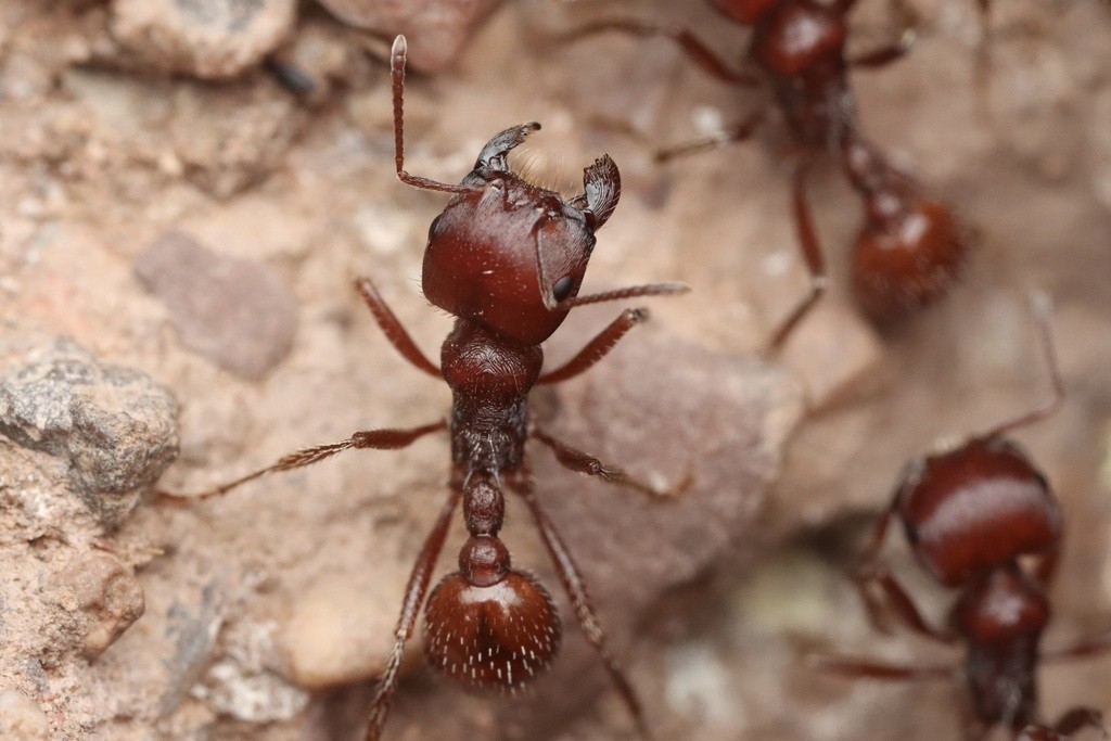 What Do Harvester Ants Eat?