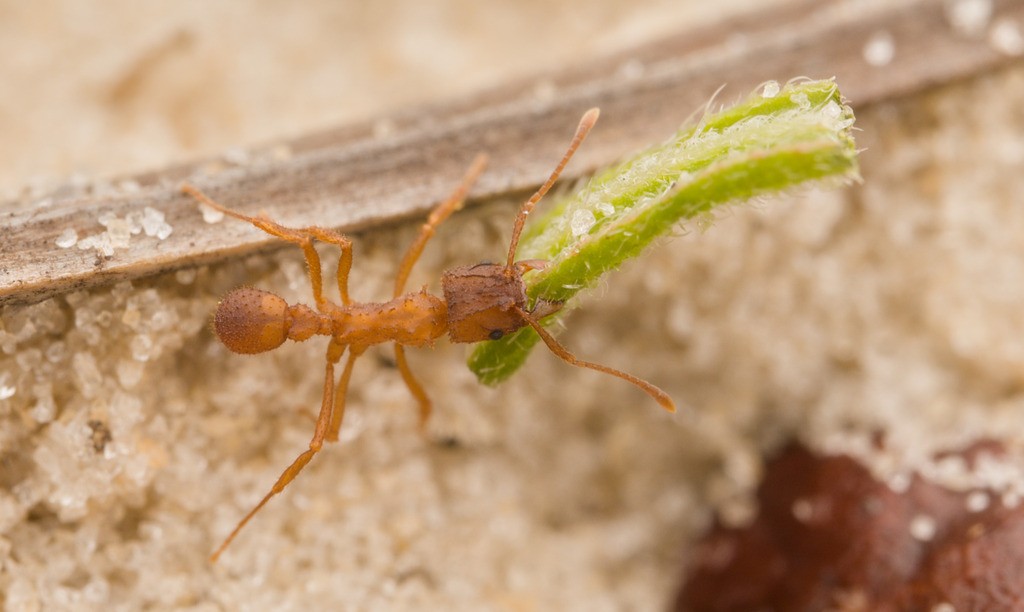 Trachymyrmex septentrionalis worker carrying a green plant fragment across sand
