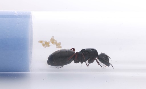 Camponotus modoc
