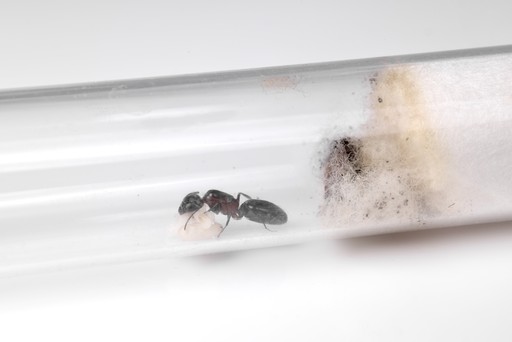 What To Do About Moldy Test Tubes