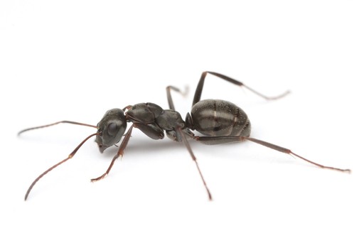 Formica subsericea