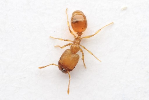 Pheidole dentigula