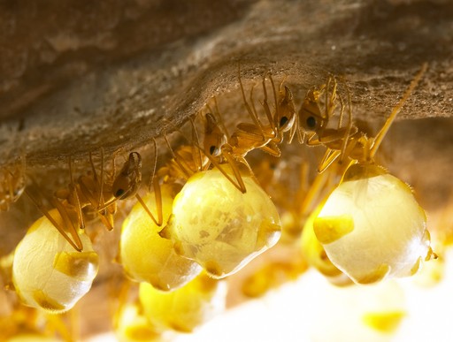 Myrmecocystus mexicanus