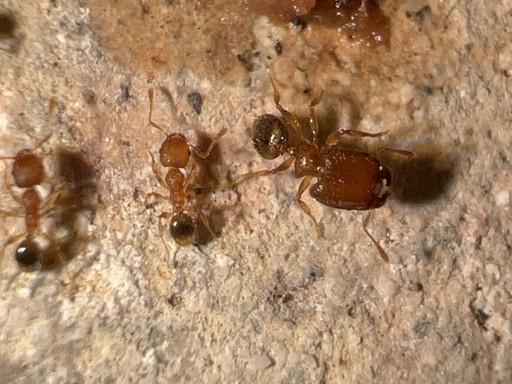 Pheidole parva