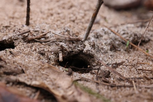 How To Diapause Your Ants