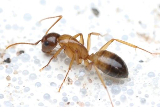 Camponotus sansabeanus