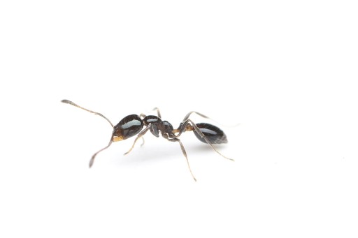 Monomorium viridum