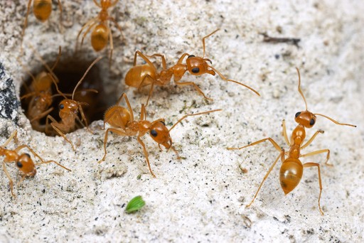 Myrmecocystus navajo