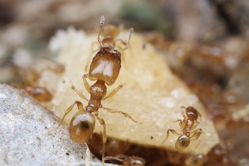 Pheidole tysoni
