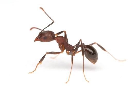 Aphaenogaster fulva