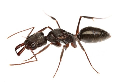 Odontomachus haematodus