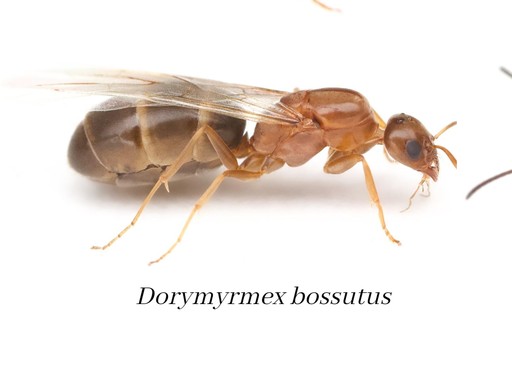Dorymyrmex bossutus