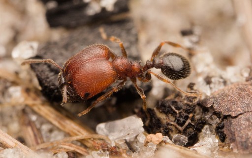 Pheidole littoralis