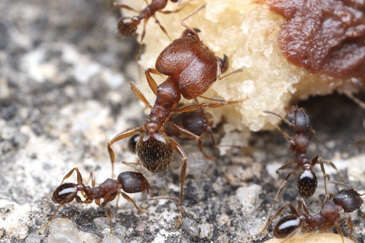 Pheidole pilifera