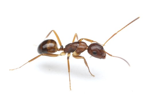 Camponotus subbarbatus