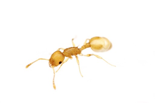 Temnothorax curvispinosus