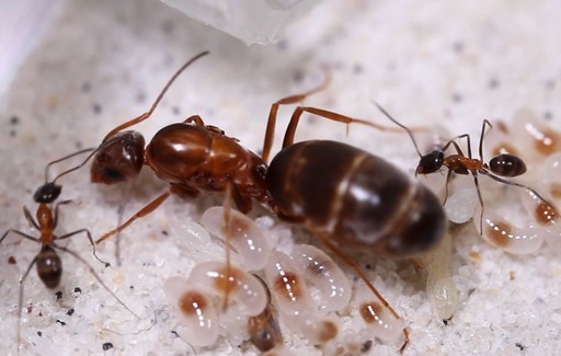 Dorymyrmex flavopectus