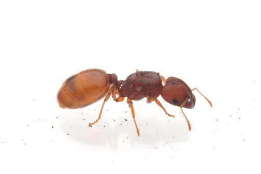 Pheidole carrolli