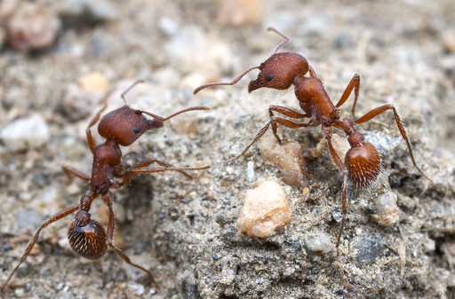 Pogonomyrmex occidentalis