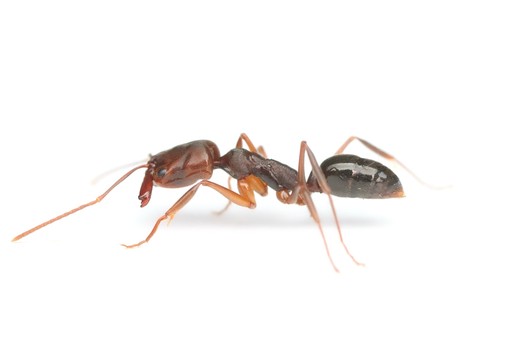 Odontomachus ruginodus