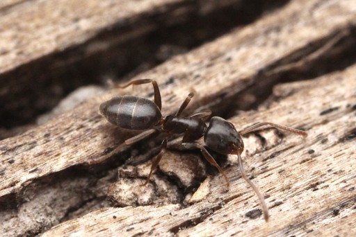 Tapinoma sessile