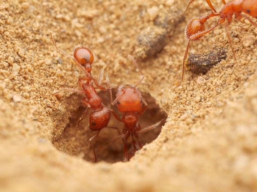 Pogonomyrmex californicus