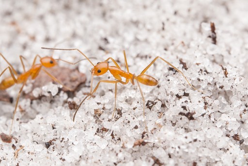 Dorymyrmex elegans