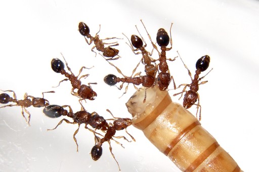 What Protein Should I Feed My Ants?