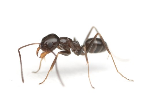 Dorymyrmex grandulus