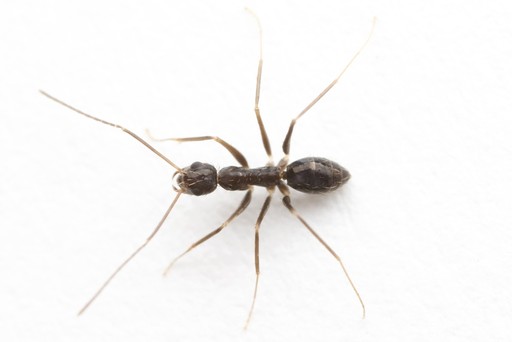 Paratrechina longicornis