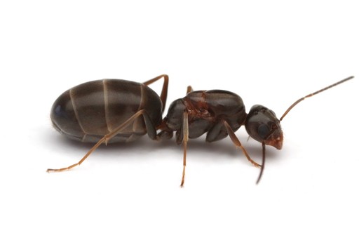 Dorymyrmex insanus