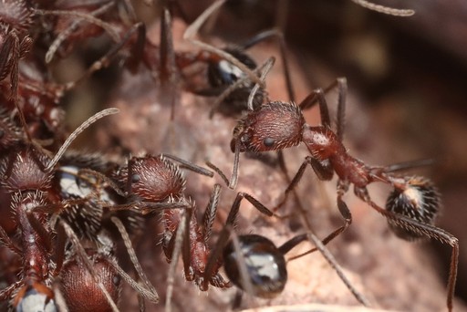 Novomessor albisetosus